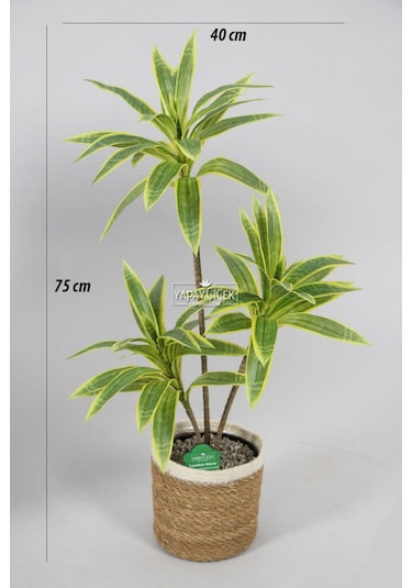 Yapay Ağac Dracena 3 Dallı Gerçek Dokulu 75 Cm Hasır Saksılı