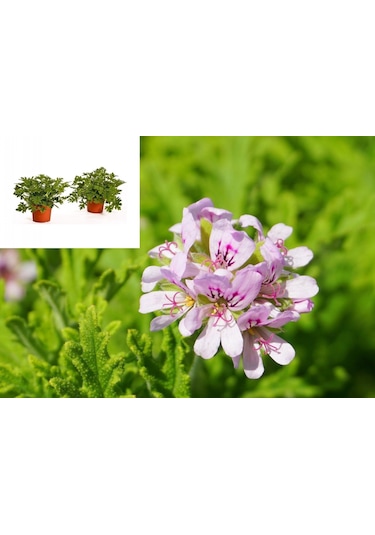 Itır Çiçeği 10 Adet - Pelargonium Graveolens