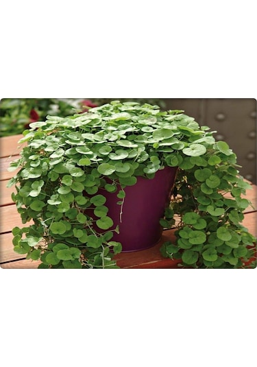 Fare Kulağı TohumuDichondra Repens500 GR