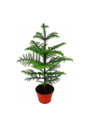 Salon Çamı Arokarya Araucaria 50 60 Cm Ev Bitkisi Ofis Bitkisi Sa