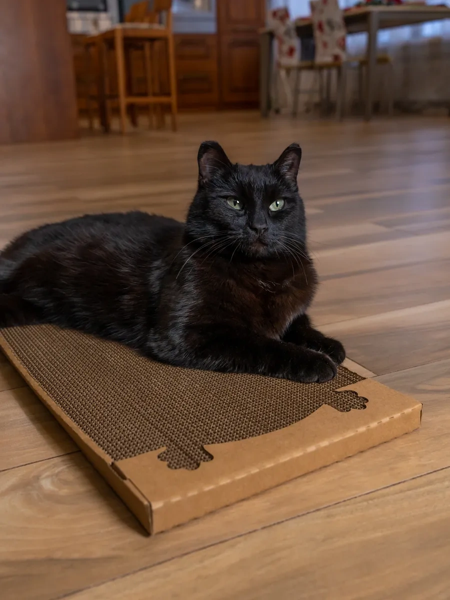 Pangur 2 Adet Bükülmüş Kedi Tırnak Tırmalama Uyku Pedı Karton Mıtıng 2 Adet Rils Pancur Müçeriş Patılar Pedı Karton