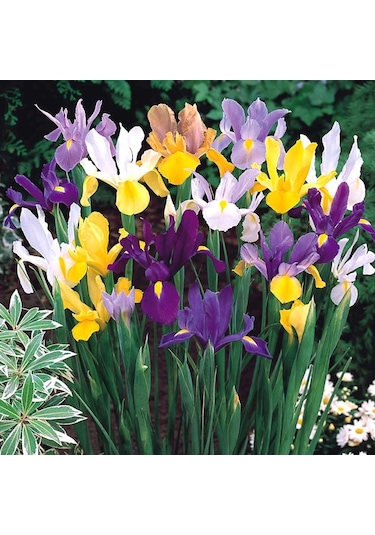 Karışık Renklerde Mix İris Süsen Çiçeği Soğanı 5 Adet
