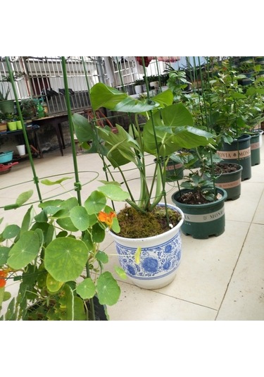 Pazly Ve Pratik Halkalı Geeroyoo Destek Dayanıklı Çerçevesi Bitki Ayarlanabilir 3 - Re