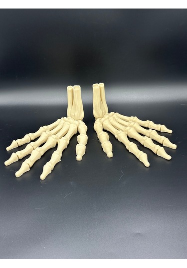 Anatomi- Çift Iskelet El / Sağ Ve Sol