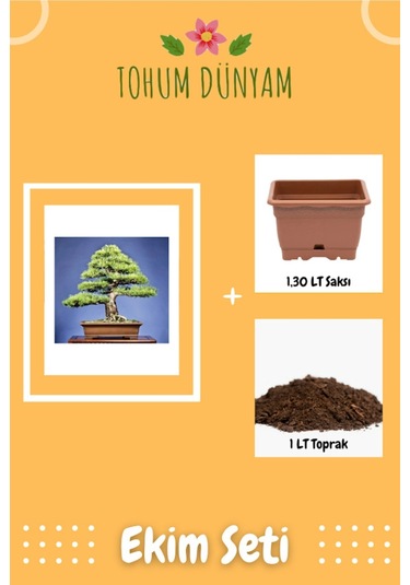 Karaçam Bonsai Ağacı Tohumu Ekim Seti