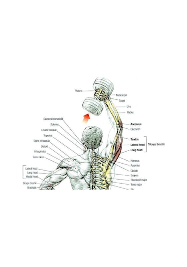 Leyaton 10 KG x 2 Adet Köşeli Mavi Plastik Dambıl Ağırlık Seti