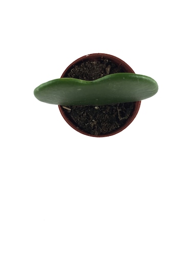 Hoya Kerrii (Mum Çiçeği) Ø5,5 CM Y0-10 CM