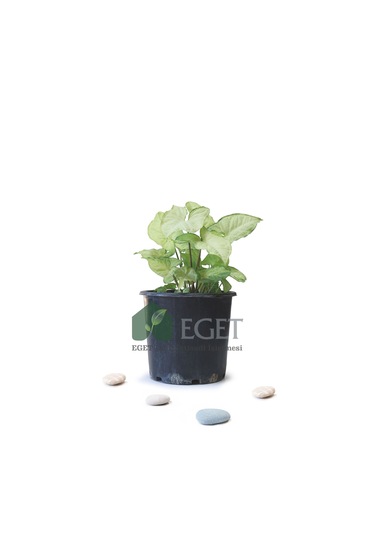Melek Kanadı Çiçeği Syngonium Podophyllum - 3 Lt Saksıda