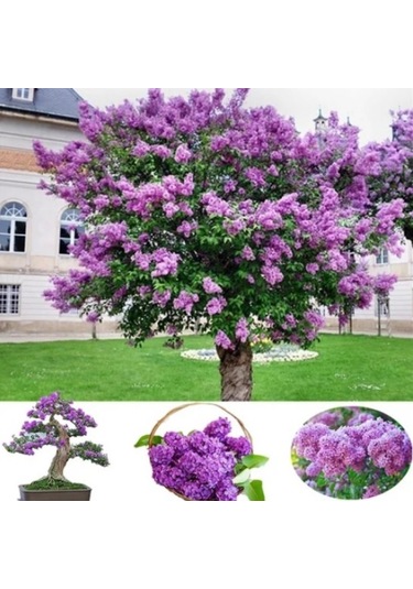 Tüplü Soğuğa Dayanıklı Leylak Fidanı