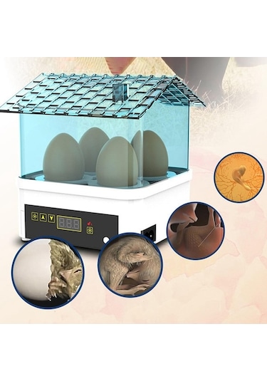 Pazly Yumurta Tavuk Suntek Makinesi Makinesi Kuluçka Kuluçka Dijital Ys