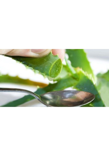 Nadir Ithal Saksılık Aleo Vera Tohumu Aleovera Çiçek Tohumu 5 Tohum