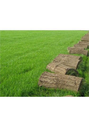 500 Gram İthal 3lü Karışım Çim Tohumu