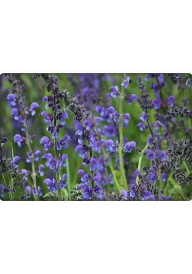 Adaçayı Tohumu 50 Adet N114287