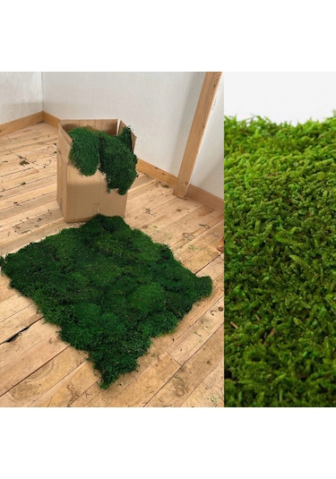 Bdmdesign Doğal Şoklanmış Mumyalanmış Yosun