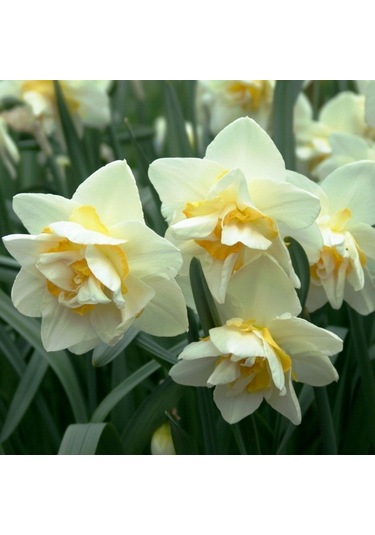 Kokulu White Lion Nergis Çiçeği Soğanı 5 Adet