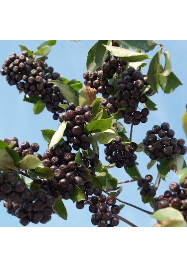 Tüplü Her Bölgeye Uygun 3 Adet Siyah Aronya Fidanı 20-40 Cm