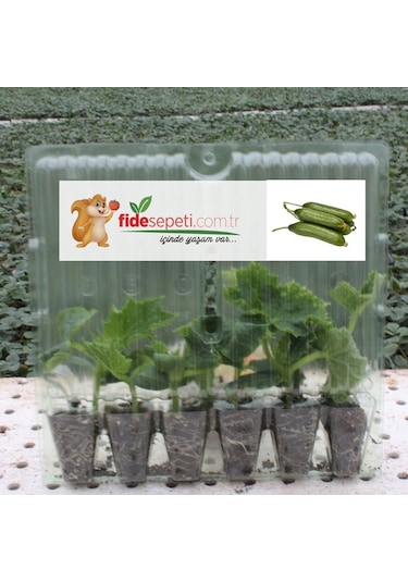 Fide Sepeti Silor Salatalık Fidesi (6Lı Ambalaj) 337844069