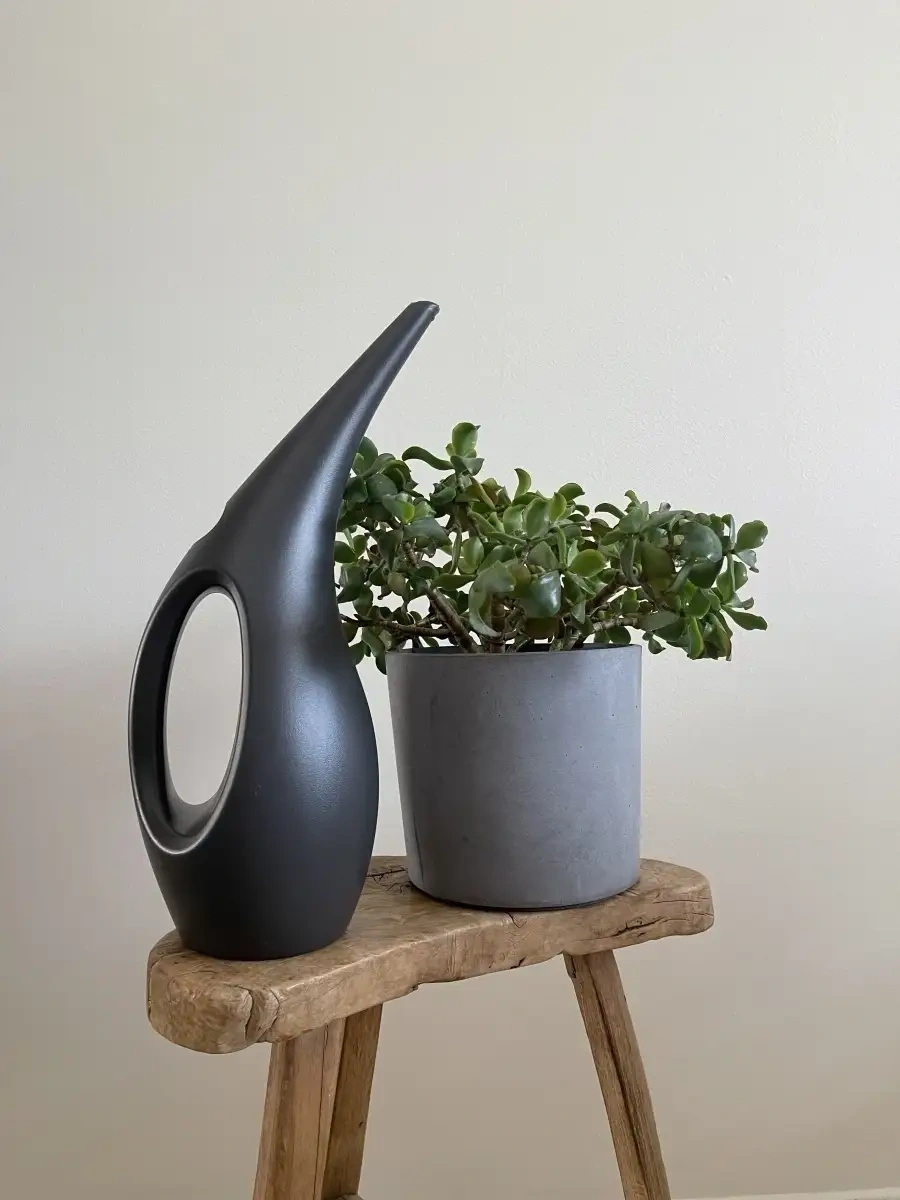 Zeytin Home İç Mekan Çiçekleri İçin Sulama Kasesi 75979410