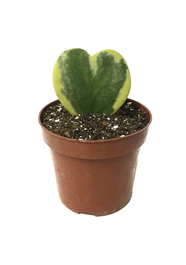 Hoya Kerrii 'Variegata' (Mum Çiçeği) Ø5,5 CM Y0-10 CM