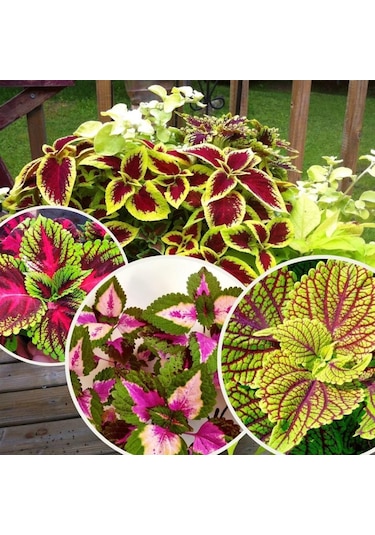 Saksılı Kolyos Çiçeği Özel Renk 10-20 Cm