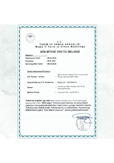 Kalp Kalbe Karşı Çiçeği Ceropegia Woodii - Beyaz Saksılı