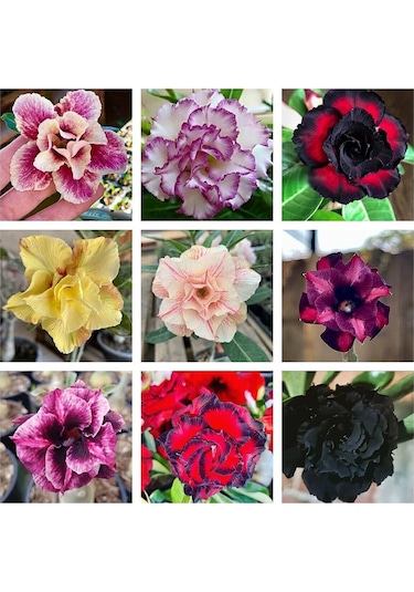 10 Adet Karışık Renklerde Adenium Çöl Gülü Tohumu