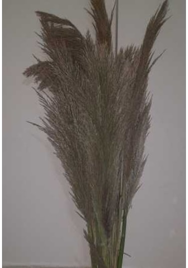 Pampas 3 Adet
