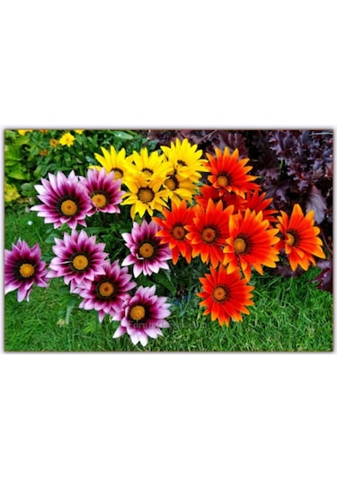 Karışık Gazanya Çiçeği Tohumu 10 Adet