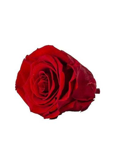 Rose Amor red-02 kırmızı şoklanmış solmaz gül XL 1 KUTU (6 ADET G