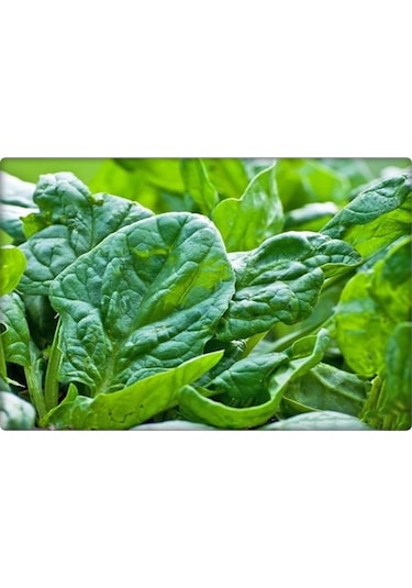 Ispanak Tohumu İthal Matador Çeşidi 250 GR