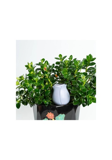 4 Adet Set Otomatik Bitki Sulama Stakes Lale Kendinden Sulama