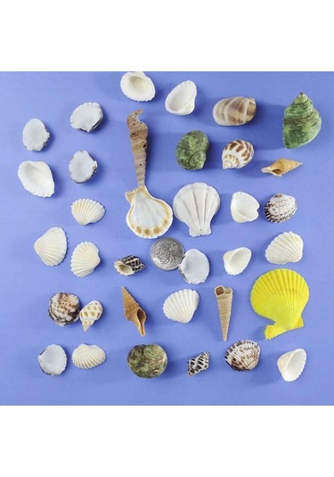 Dofolink 100g Doğal Deniz Kabukları - Akvaryum, Bahçe, Foto Çerçevesi Ve Su Flakonları İçin Dekoratif Dıy Malzeme 30-35 Adet