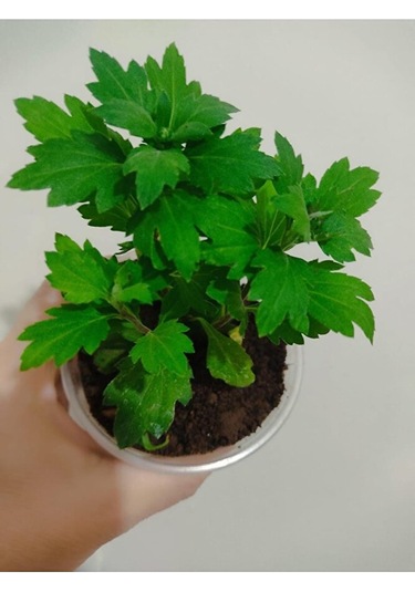 Kasımpatı Çiçeği Fidesi 10-20 Cm Tomurcuklu