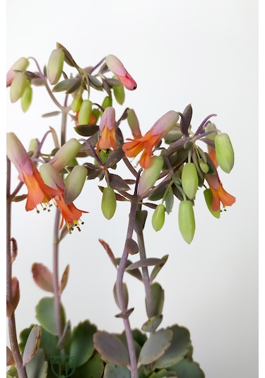 Bryophyllum Fedtschenkoi Kalanchoe Sukulent Lavanta Tarakları 8.5
