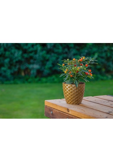 Omnipazar So-kap4 Kapadokya Dekoratif Plastik Saksı 5 Litre No 4 Mocha