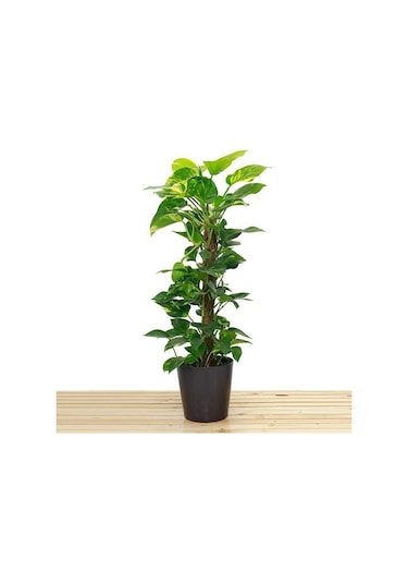 Scindapsus Aureum Bitkisi Sarmaşık 100 Cm