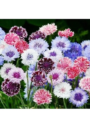 Kontur Çiçeği Tohumu Çiçek Tohumu 10 Adet Tohum