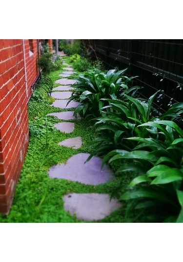 Dichondra Repens Fare Kulağı Çim Tohumu 500 GR