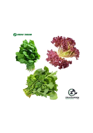 Agrokar Kırmızı Marul 2 Gr-bt Bu-rok Roka 25gr-bu-ter Tere Otu 25gr 3lü Tohum Seti
