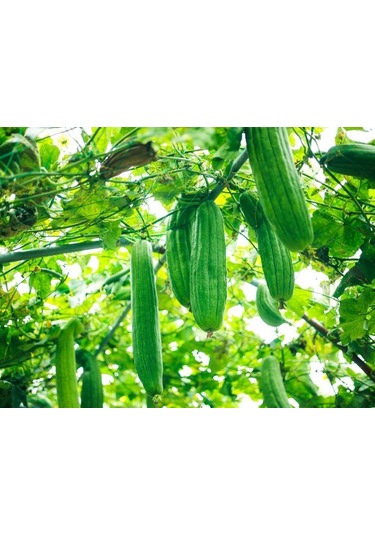 Bykurt Sunagri Lif Kabağı Tohumu - 5 Adet Doğal Lif Üretimi, Cilt Bakımı Ve Organik Temizlik 5 Adet