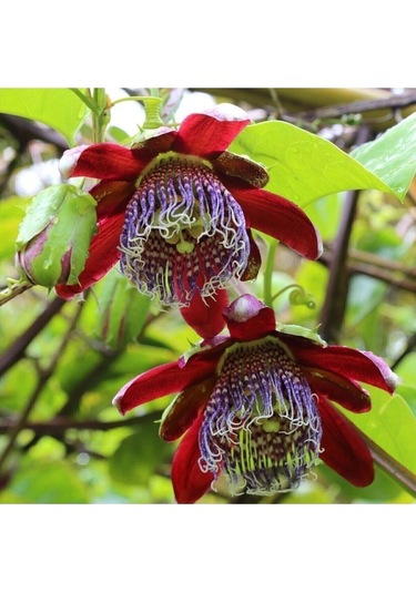 Tohumculuk Karışık Renkli Passiflora Çiçeği Tohumu 5 Tohum