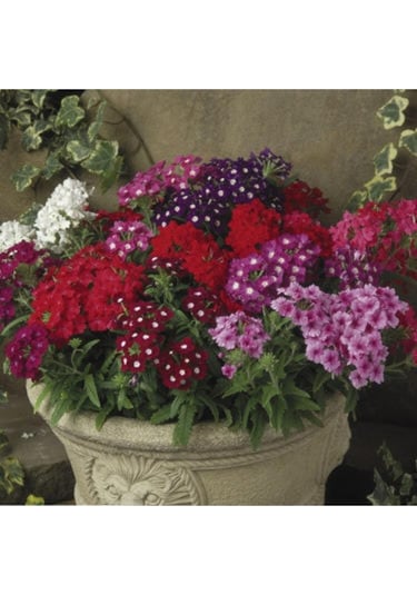 30 Adet Karışık Renkli Mine Çiçeği Tohumu Verbena