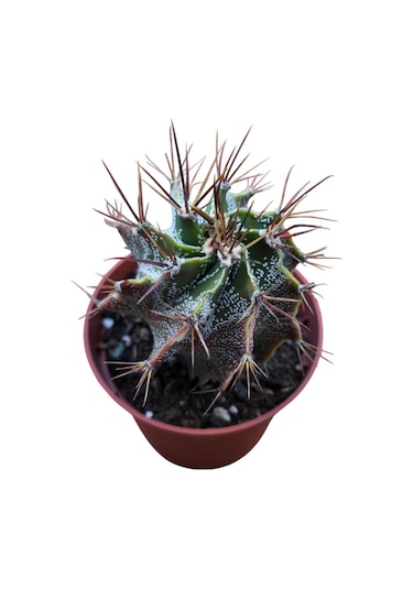Özel Tür Astro Kaktüs Astrophytum Ornatum 8,5 Cm Lik Saksıda