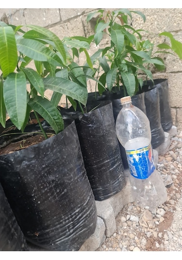Mango Fidanı Mangifera İndica L.. 50-60 Cm. Tüplü