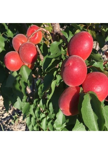 Tüplü Yüksek Verimli Zaiges Red Kırmızı Kayısı Fidanı