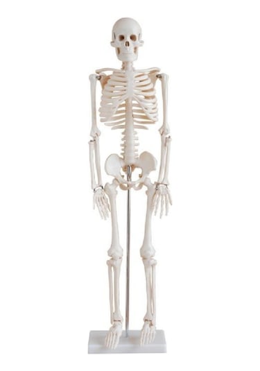 İnsan İskeleti Modeli 45Cm Kaideli