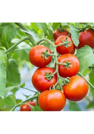 Sc 2121 Domates 1000 Tohumu