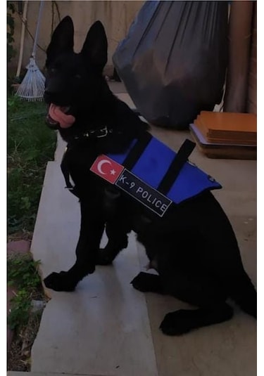 Mg Tasma K9 Göğüs ve Sırt Tasması Mavi