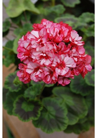 10 Adet Iki Renk Sakız Sardunya Çiçek Tohumu