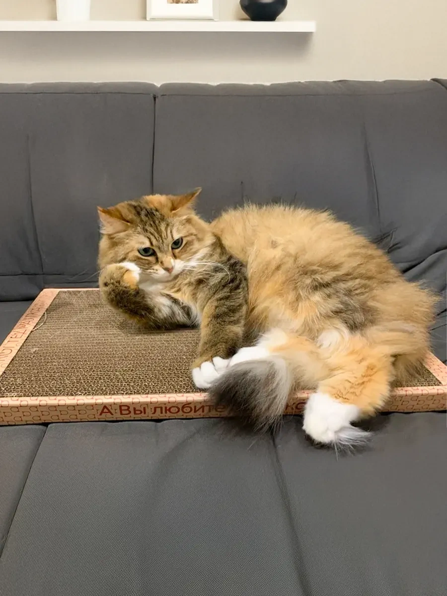 Kogtedralka Kedi Pençeleri İçin Kına Çoraplı Karton Yer Tipi Pençe Törpüsü 23790697